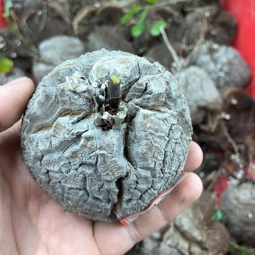 龟甲龙一物一拍1972号7.5cm