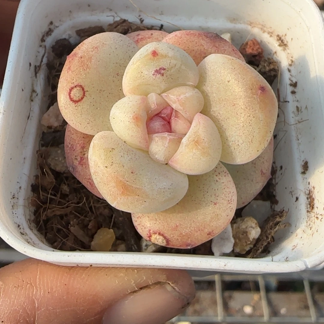 多肉小卡拉米糖心一物一拍