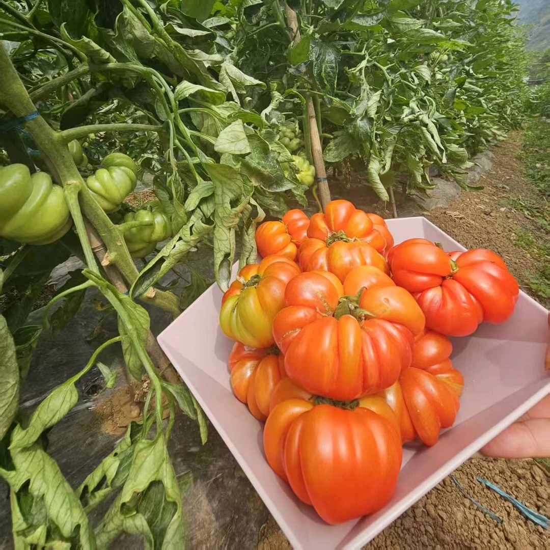 【贵州老品种西红柿】贵州高山老品种丑番茄非转基因马蹄西红柿