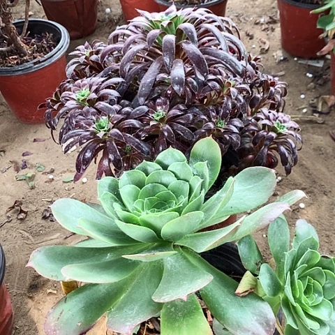 2棵玫瑰玫瑰玫瑰