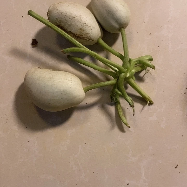 成***徐青皮腰子葫芦手把件
