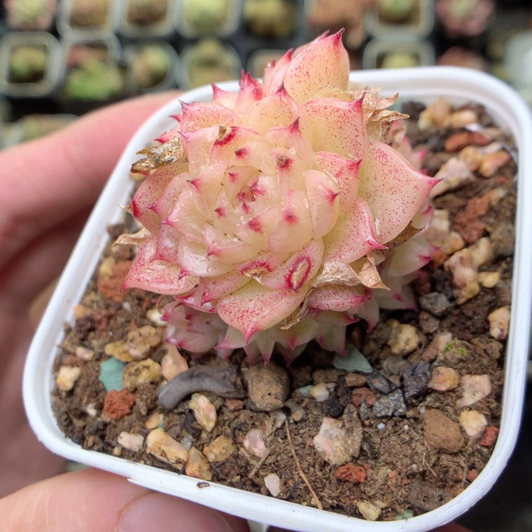 S46y y y y y y y y y y