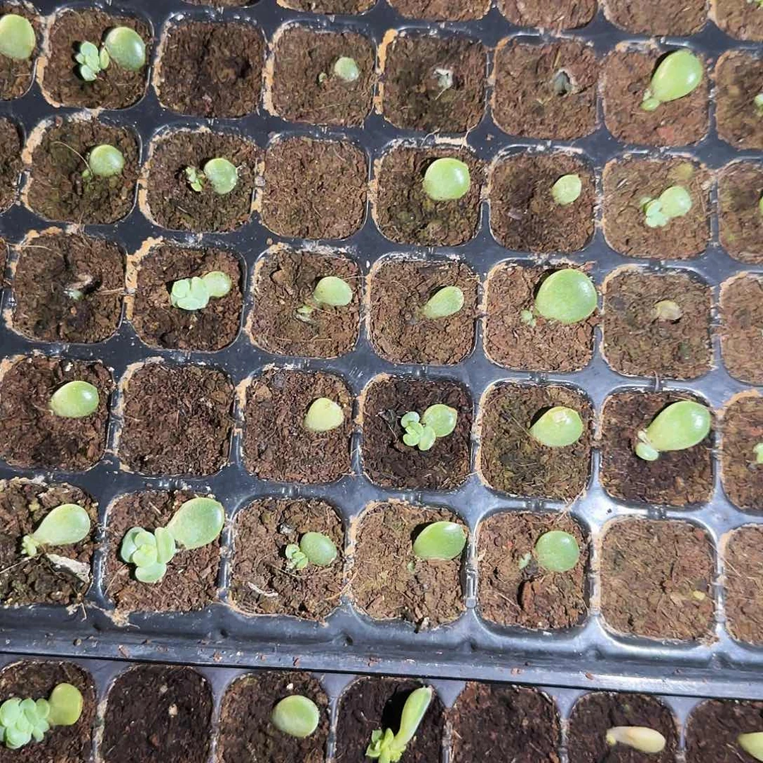 无烬月芝麻一个满25包邮