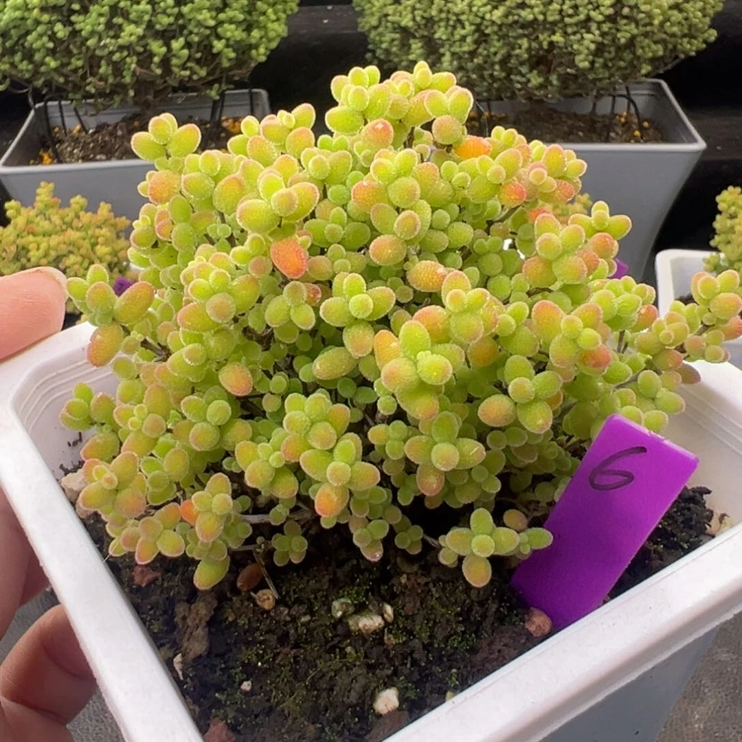 6号10cm盆蜜橘糖球