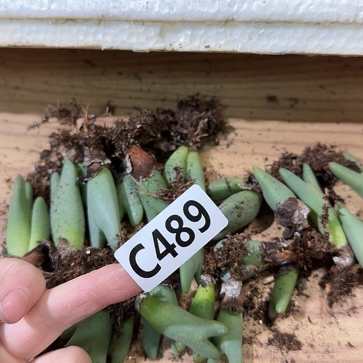 思***兮489少将少将少将少将少将