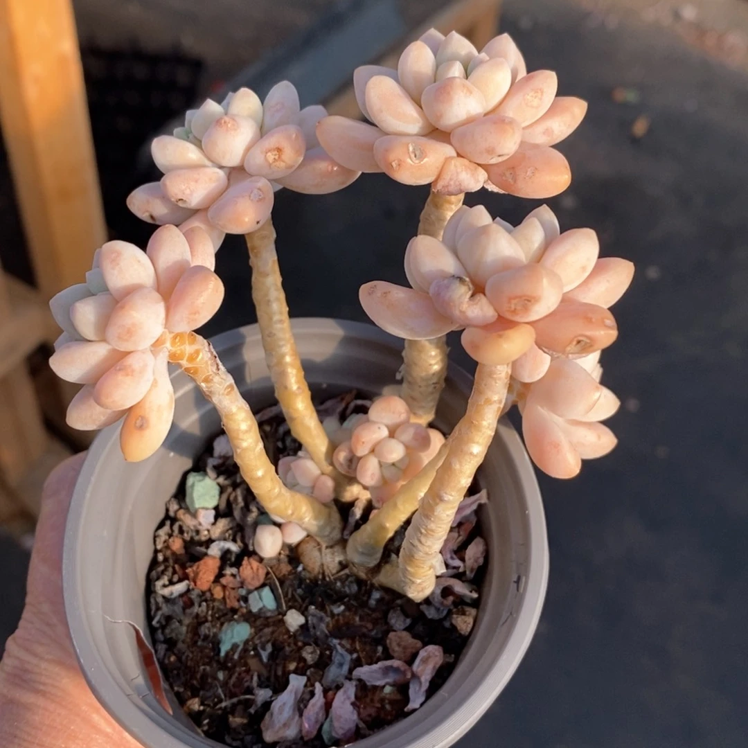 精品多肉一物一拍151