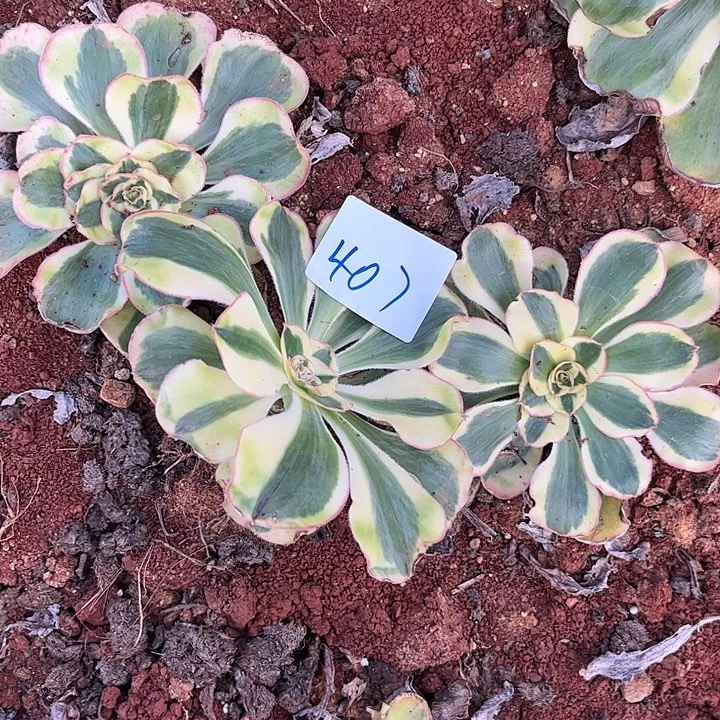 诚***麻407君美丽单头三颗福