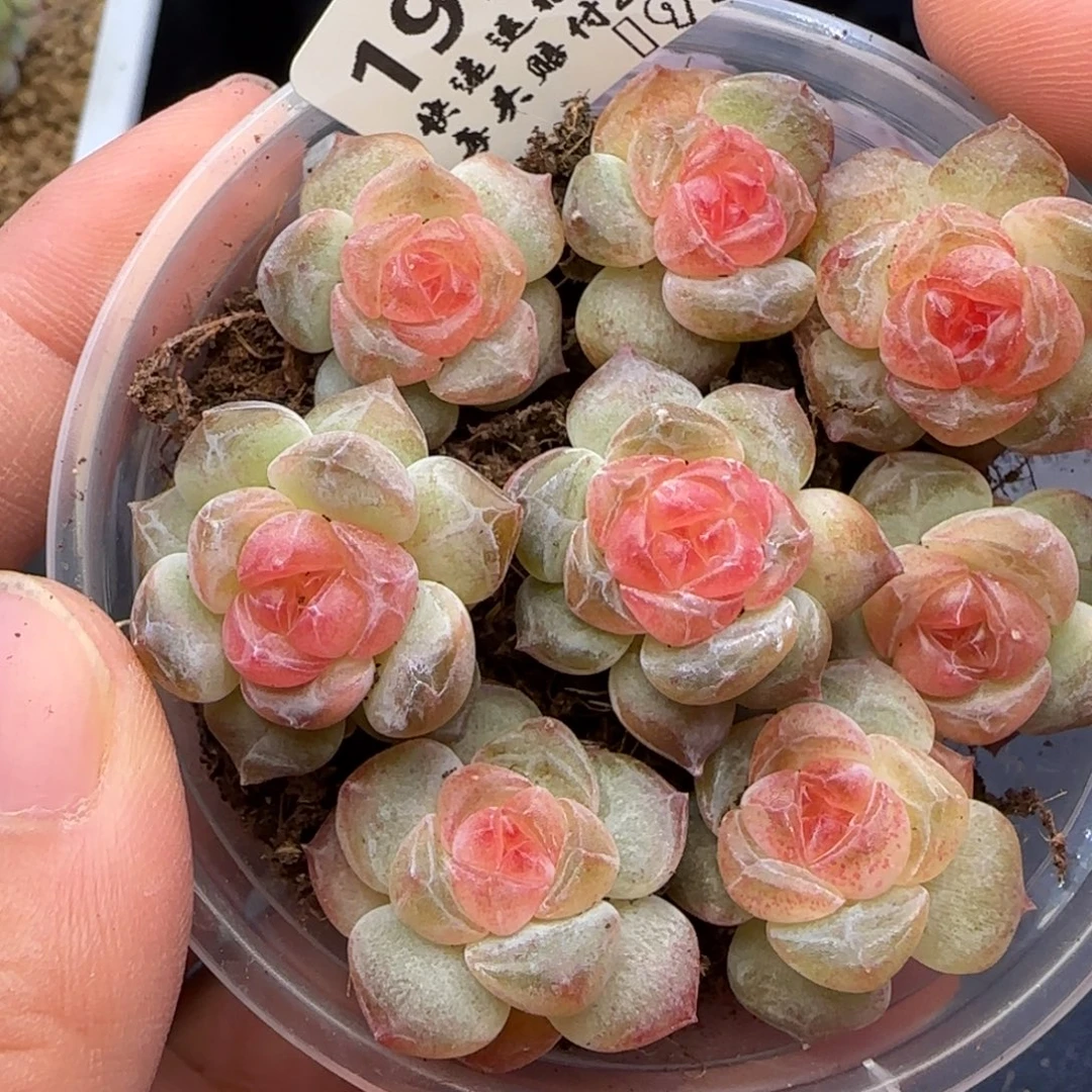 木***【满29包邮非偏远】958优选