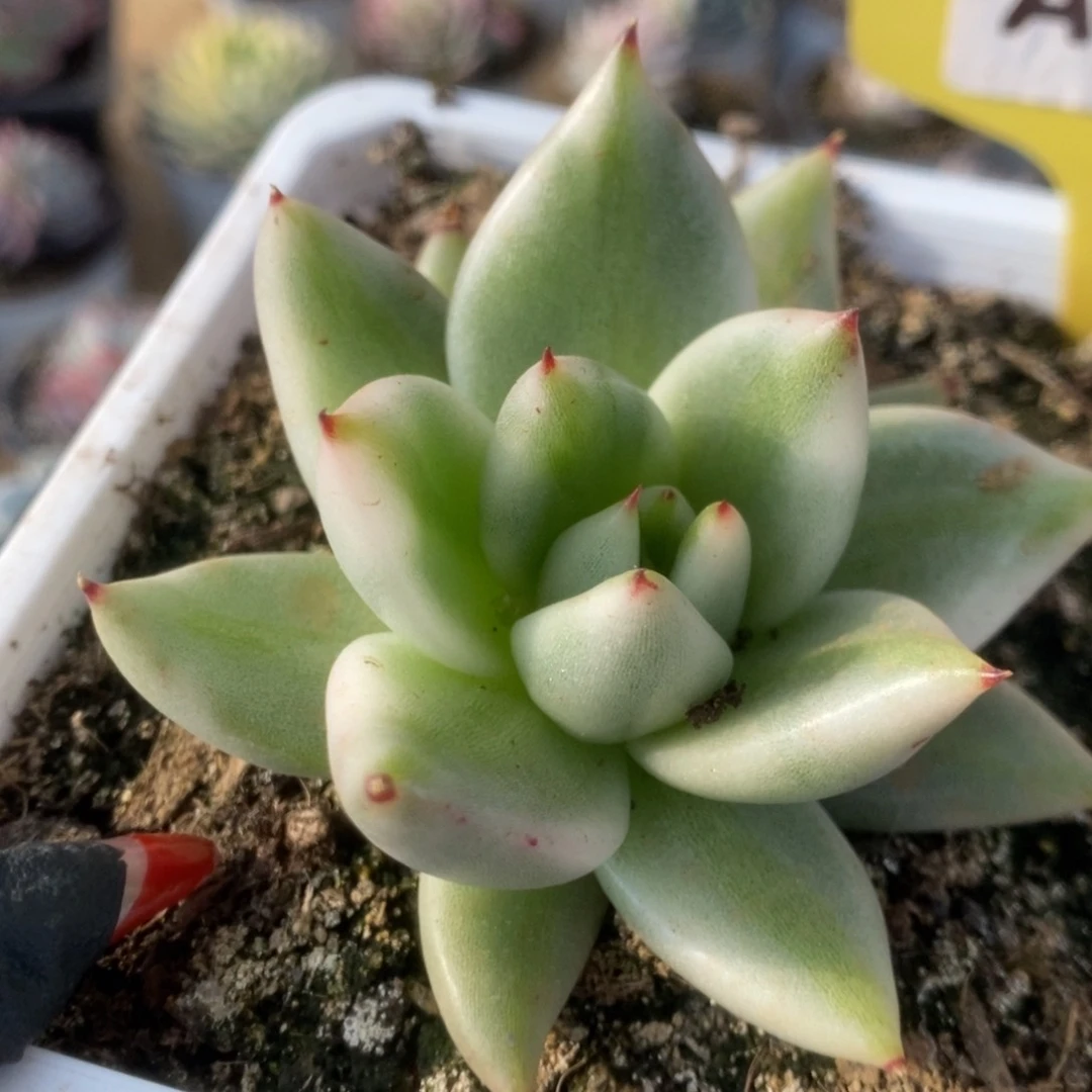 737东云杂锦锦锦锦