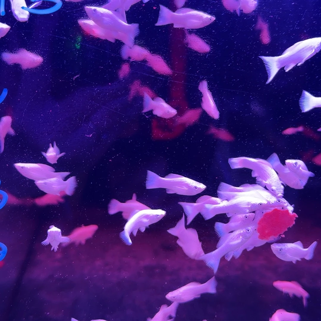 黑玛丽鱼瓷白玛丽4对(2对送2对备损)