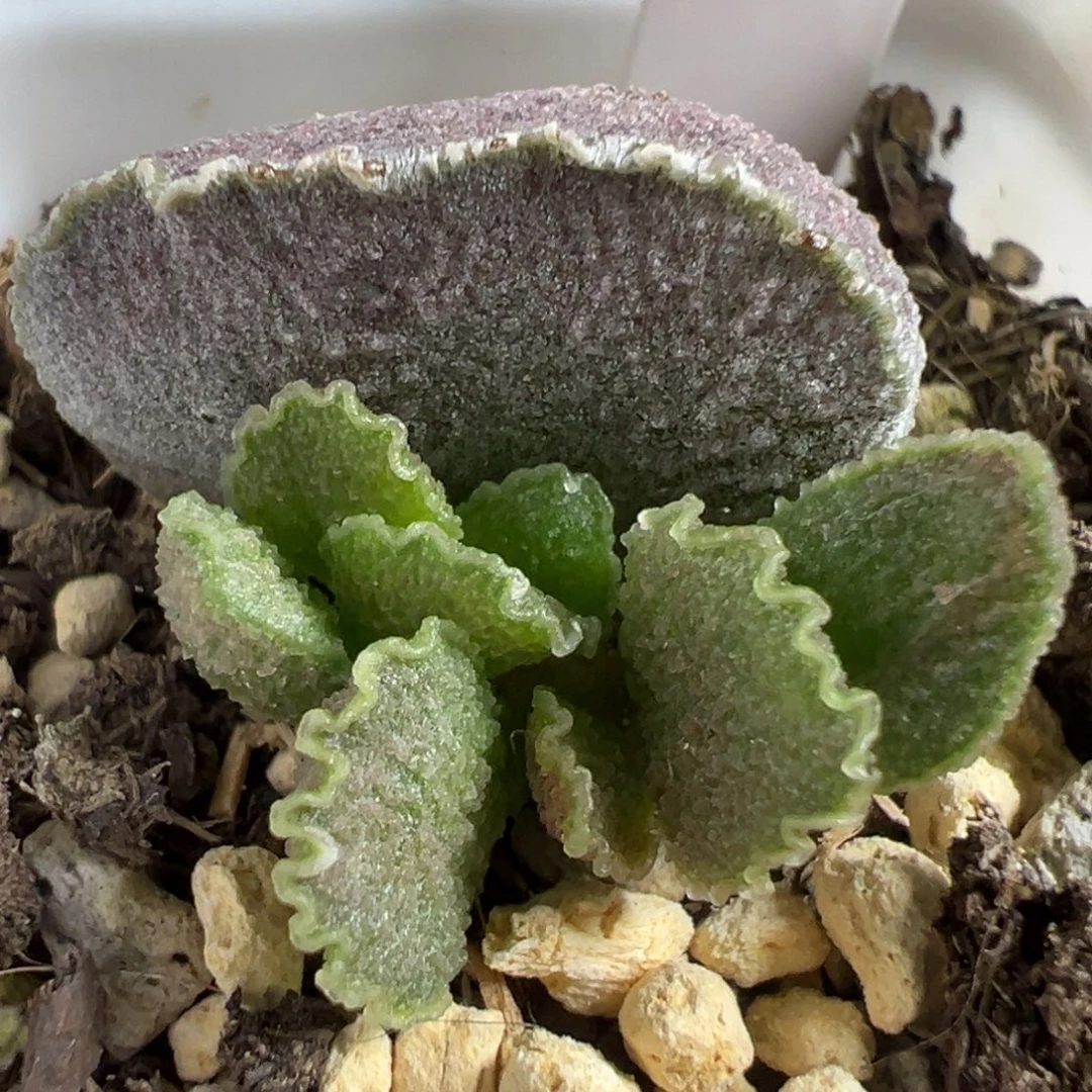 实生新品大苗多肉植物水泡多肉植物水泡