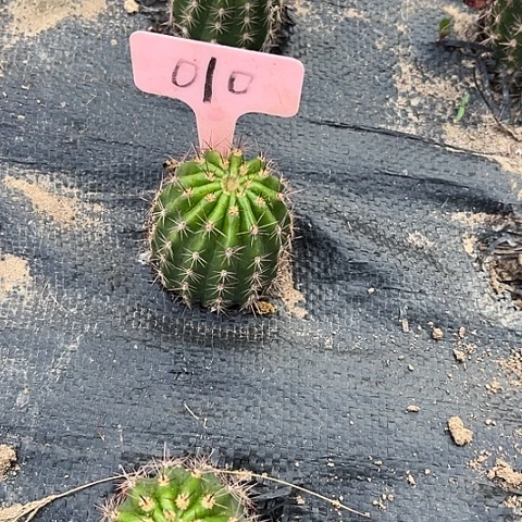立夏随机发爱掉刺010