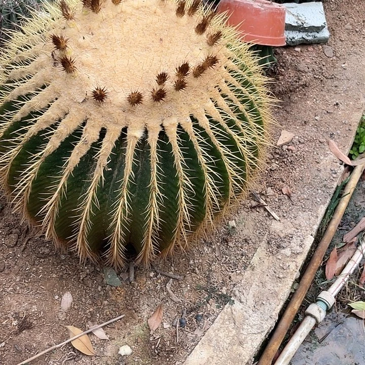 一物一拍大金虎……