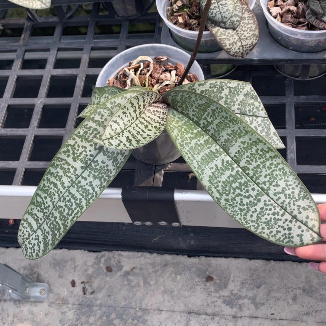 当前无花栽培后可以开花叶瑕3.8，盲盒