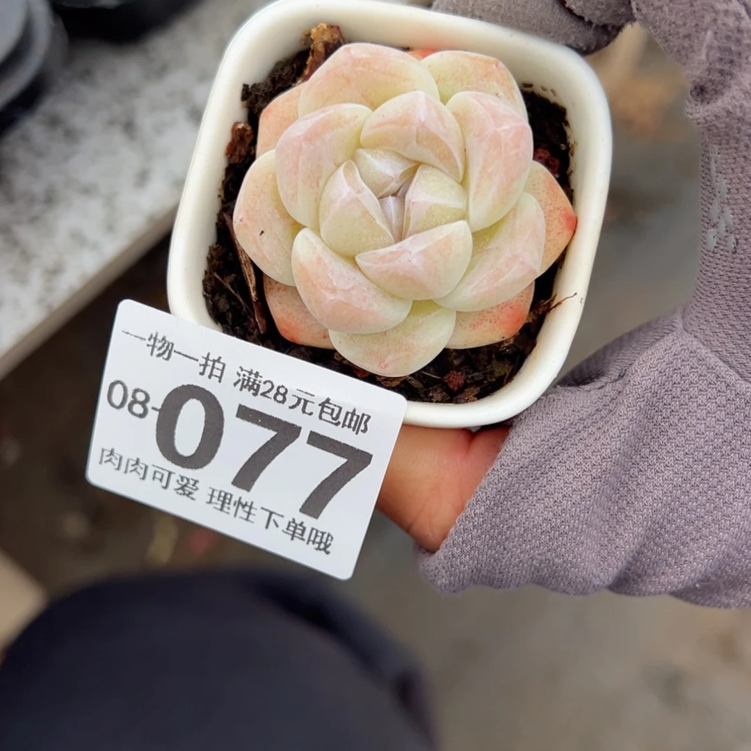 黑**糖冰玉多肉多肉带盆多肉多肉多肉