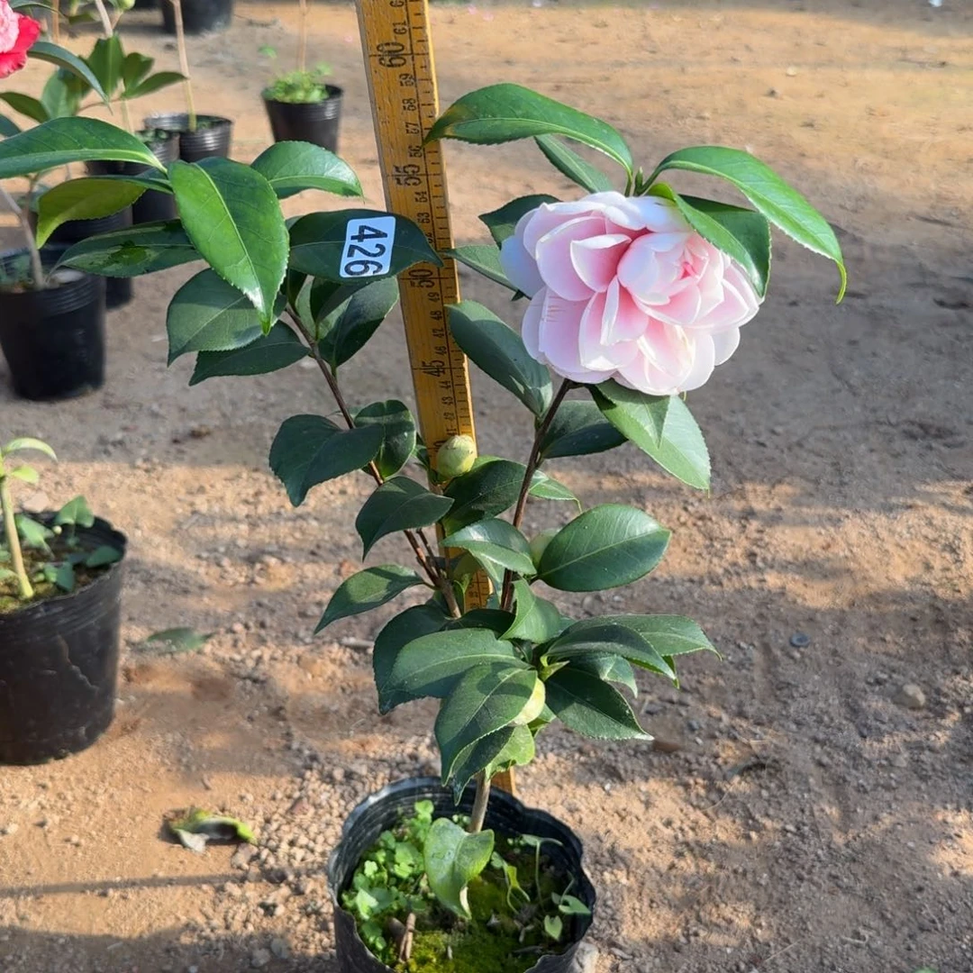 少量花朵（建议范围：2朵-5朵 或40%以下）426白乔伊