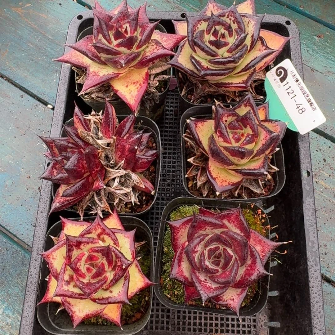 从前慢多肉精选编号1121.48