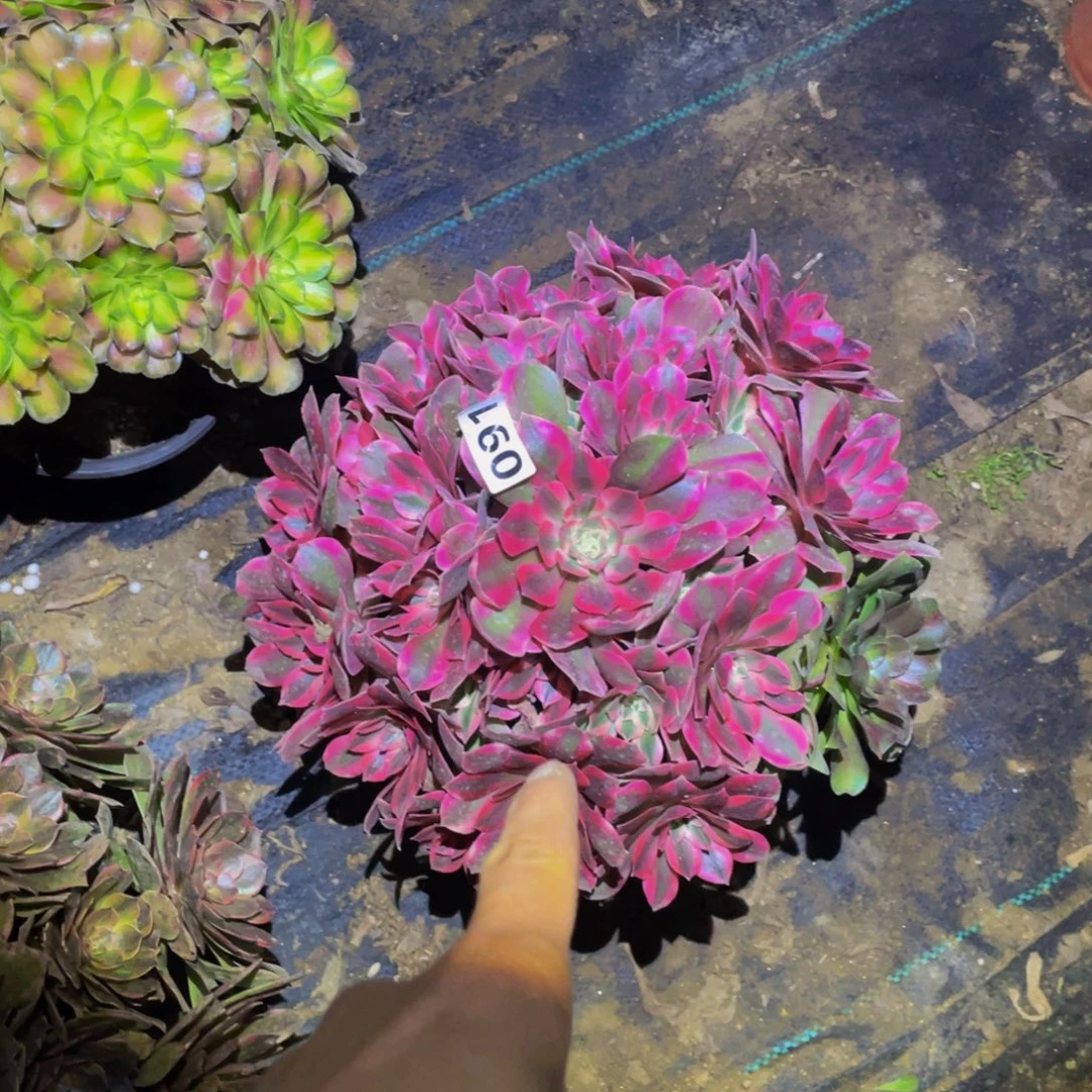 女妖多肉植物的人910