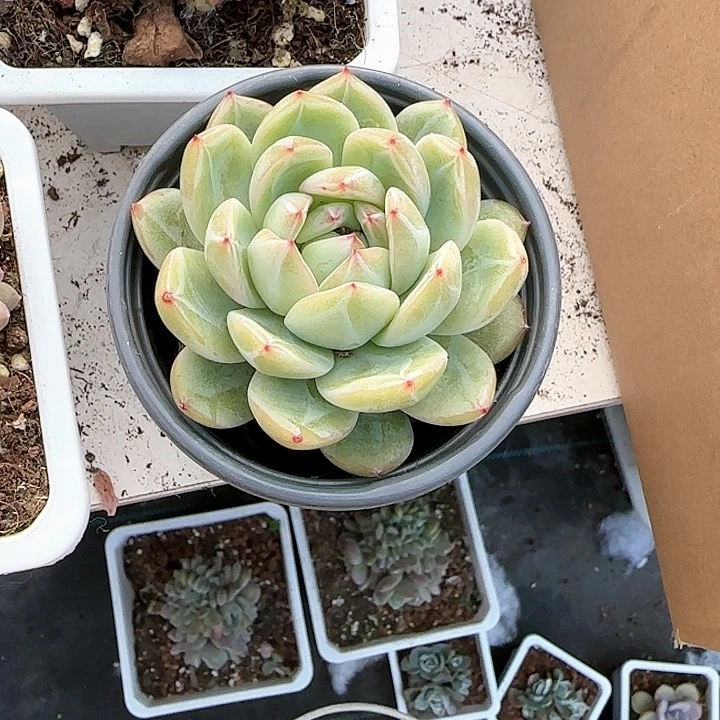 青蛙王子儿童牙膏111