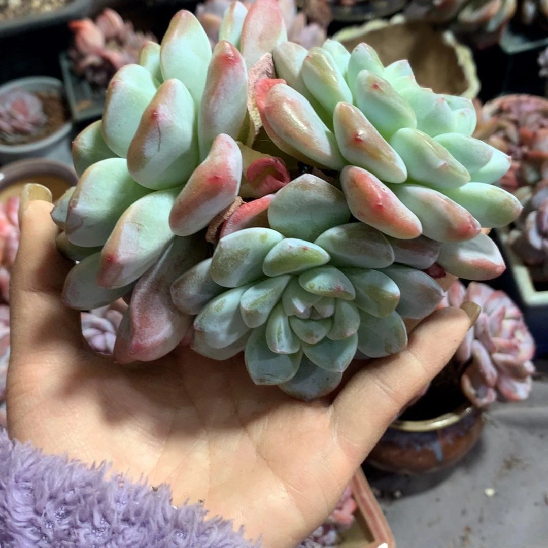 想好再拍，退了拉黑，理性购物