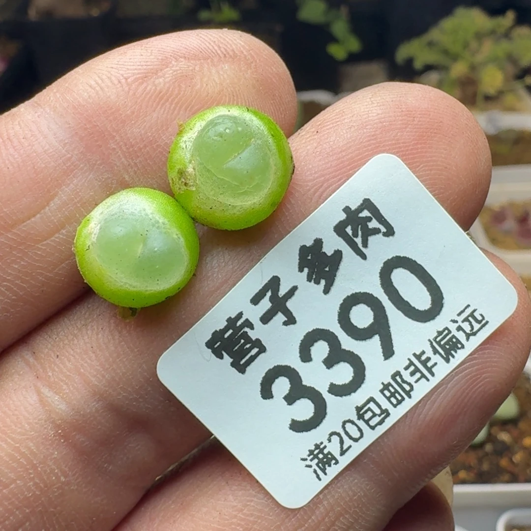 拉登两颗1.0以上。   1200