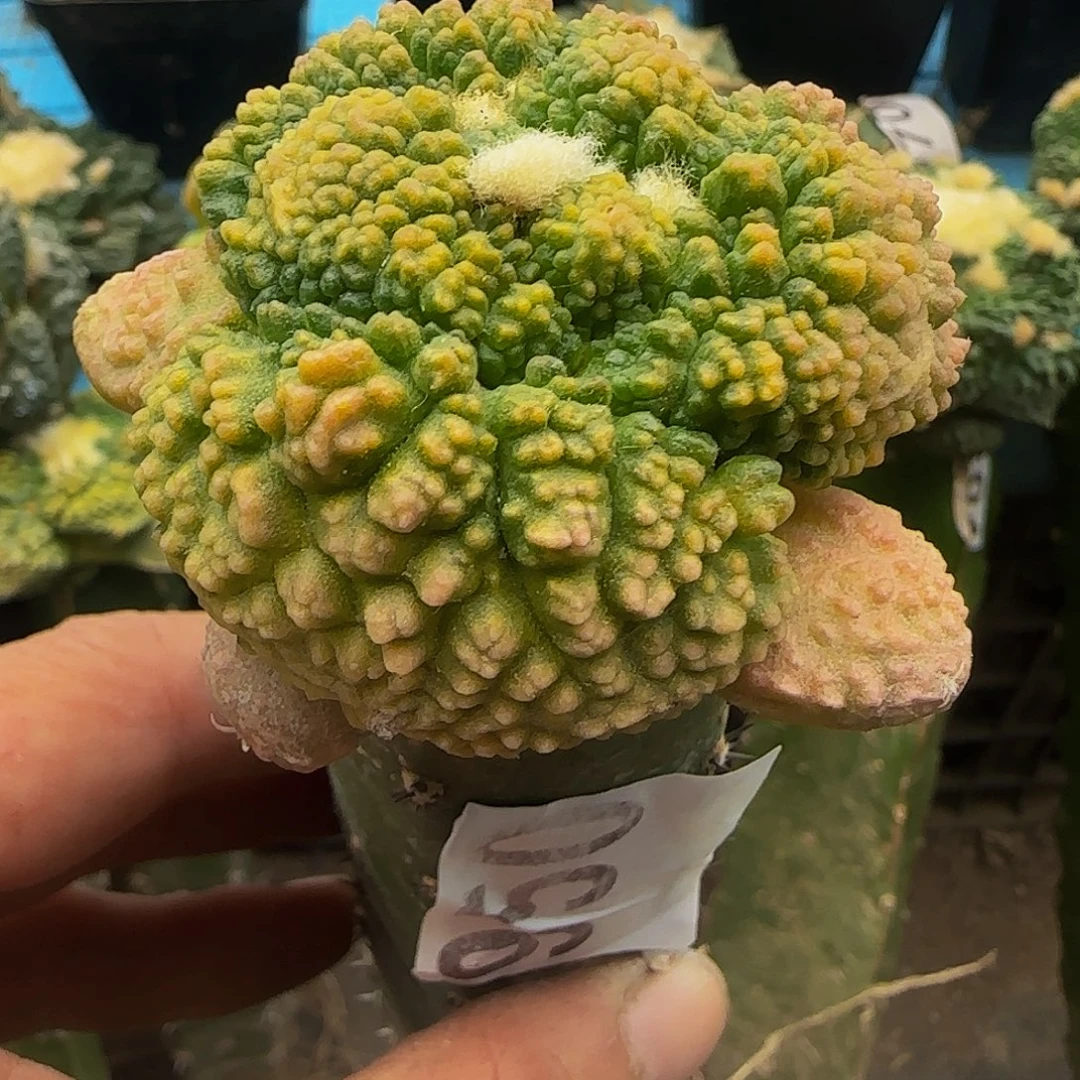大尤哥怒锦950仙人球开花