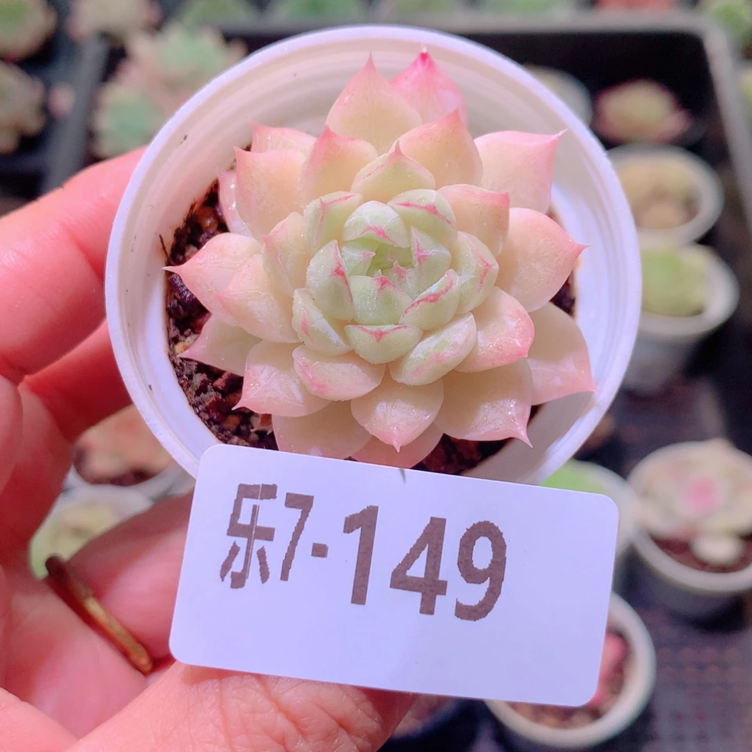 乐然7-149 女王玫瑰