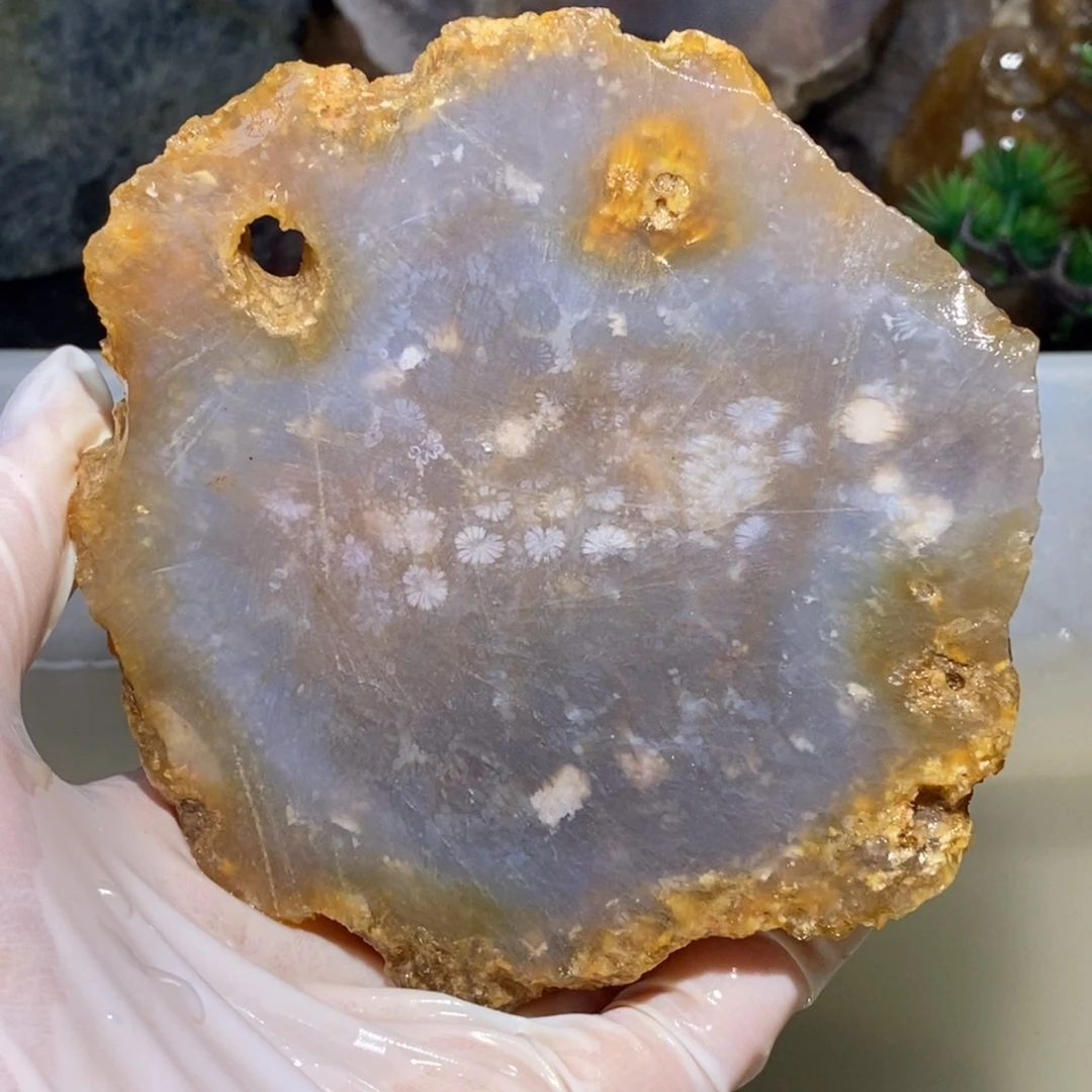 【闪购商品】硅化玉珊瑚玉未镶嵌