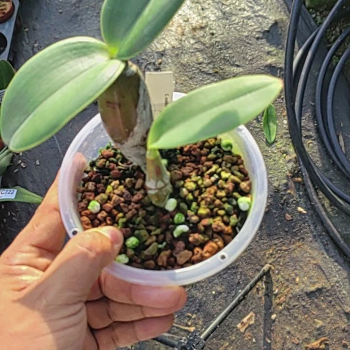 完全开放卡特兰一颗漂亮的哦哦哦哦