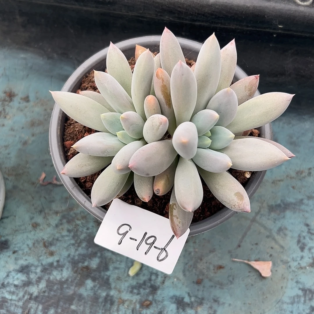 9-19-6哥特萝莉多肉植物