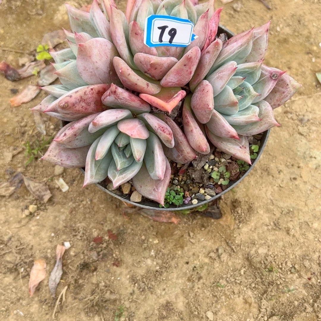 飞****精品多肉植物老桩