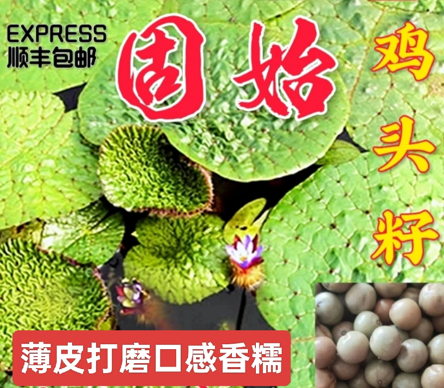 固始鸡头籽顺丰包邮