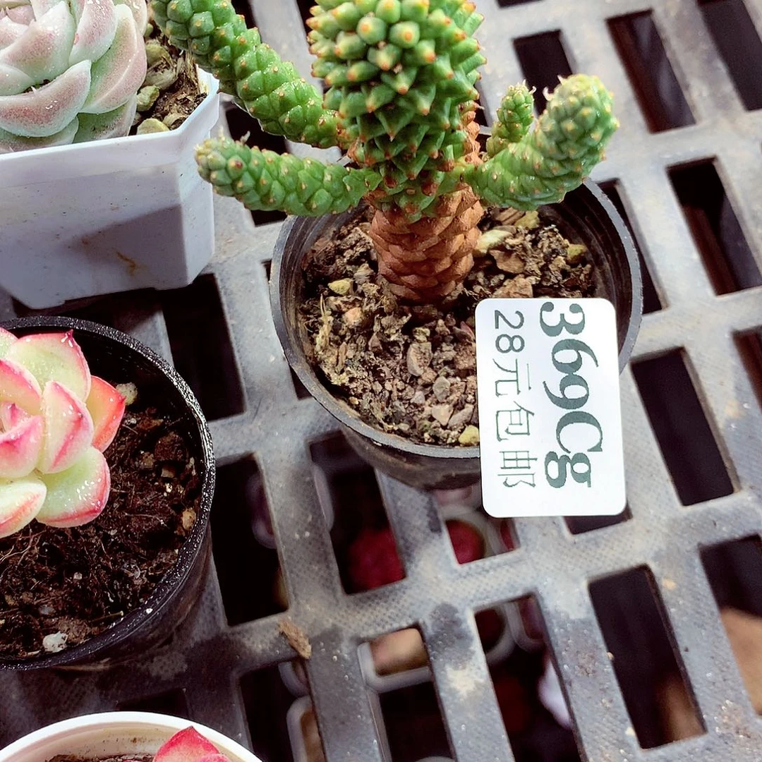 5厘米盆精控多肉369