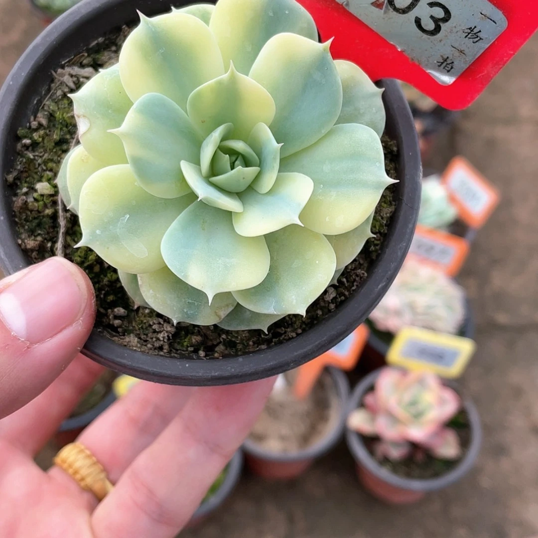 【闪购商品】903号