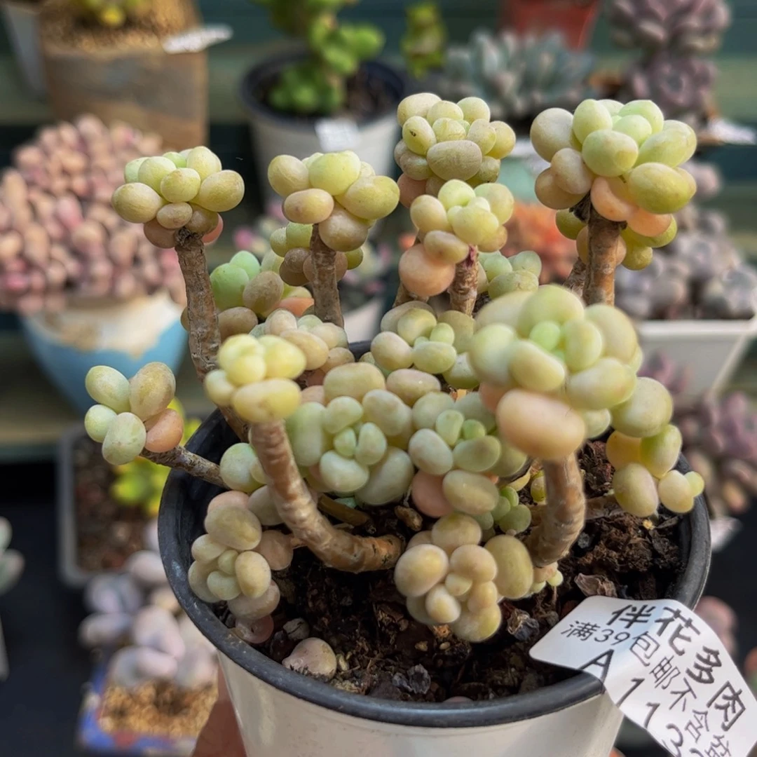 1132鱼子酱7cm多肉