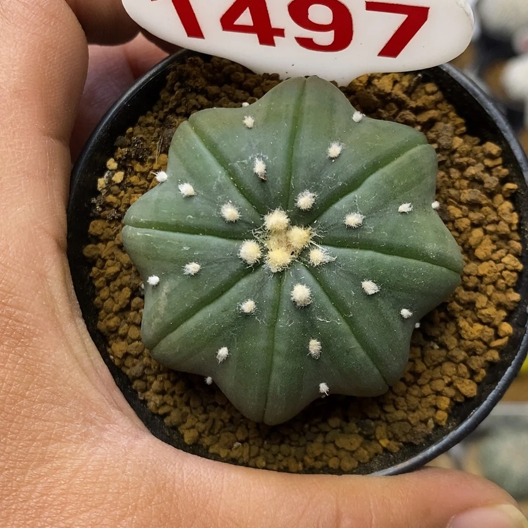 1497漏琉璃海星福利啦特价啦