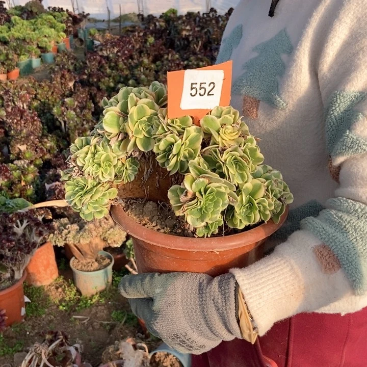 小*552迈巴赫老桩老桩