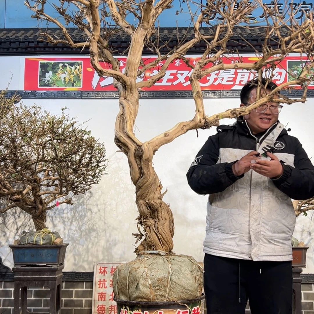无花朵金银花88888888888888888