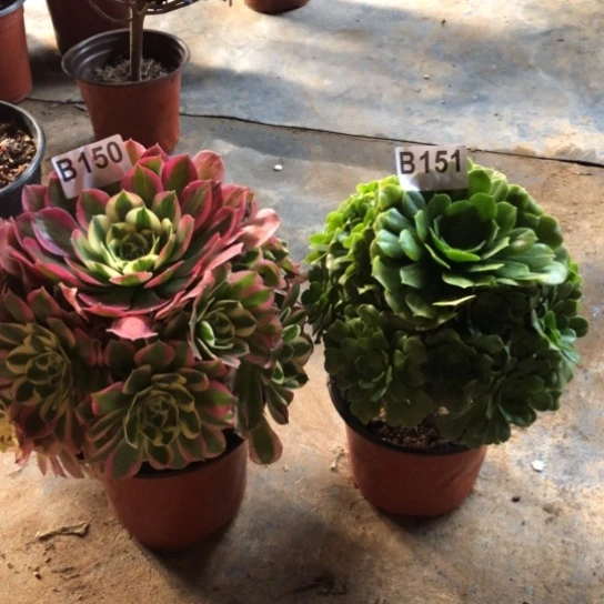 法师多肉植物法师150.151