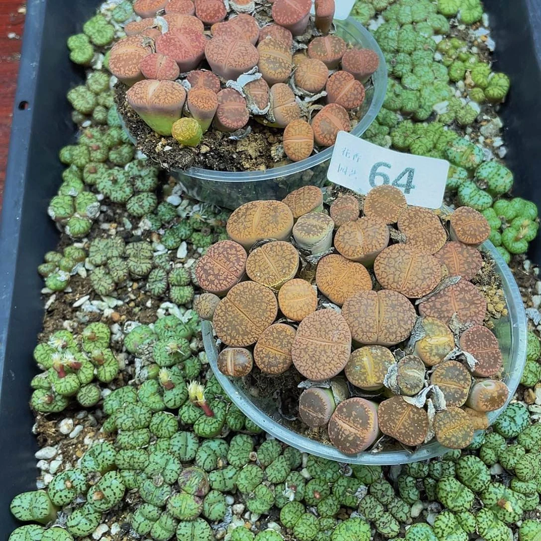 64000000花花花花花花