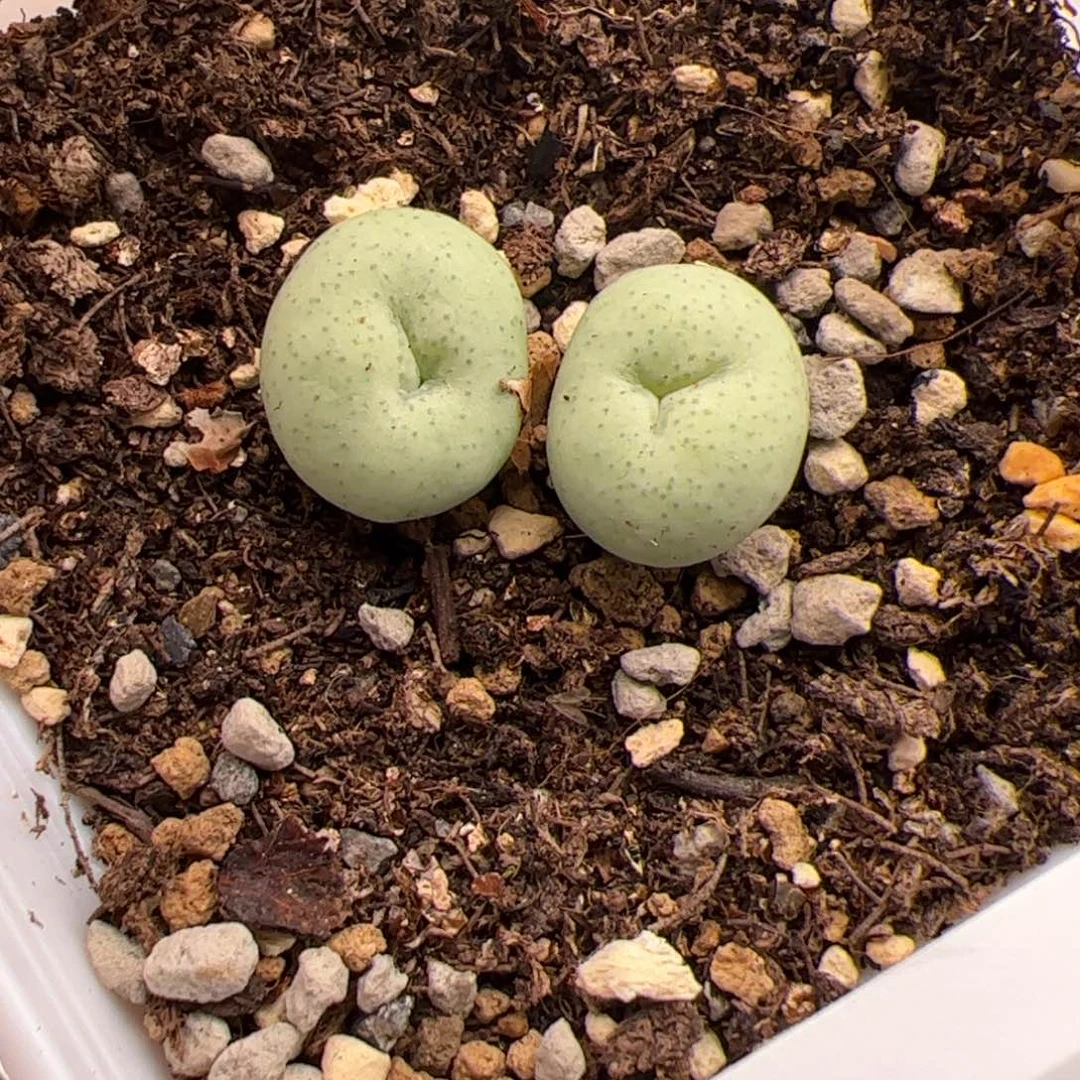 5.28饼子多肉植物214