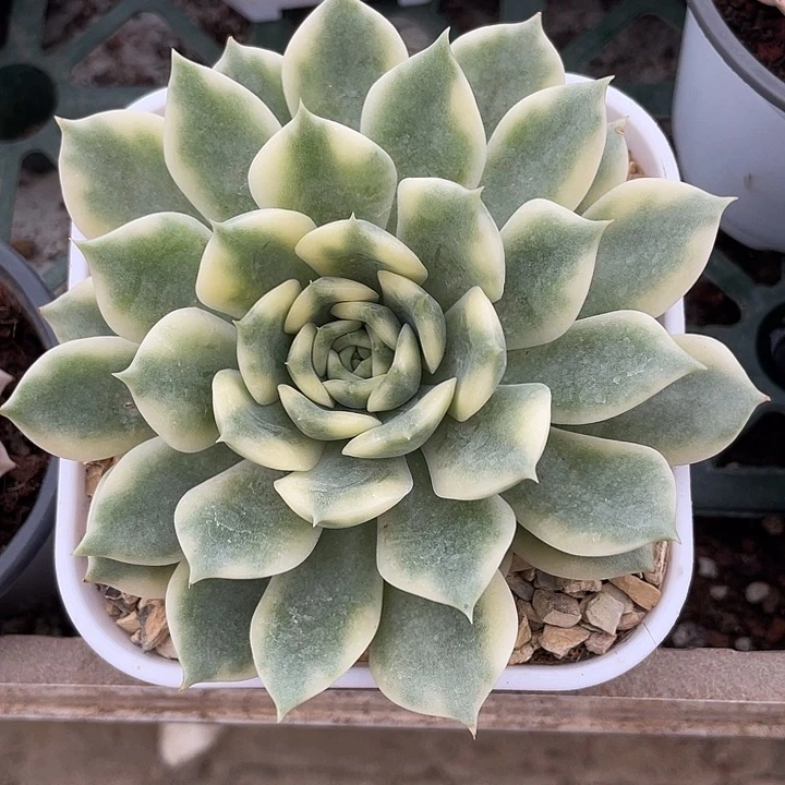 爱丽卡锦。 锦龙园艺