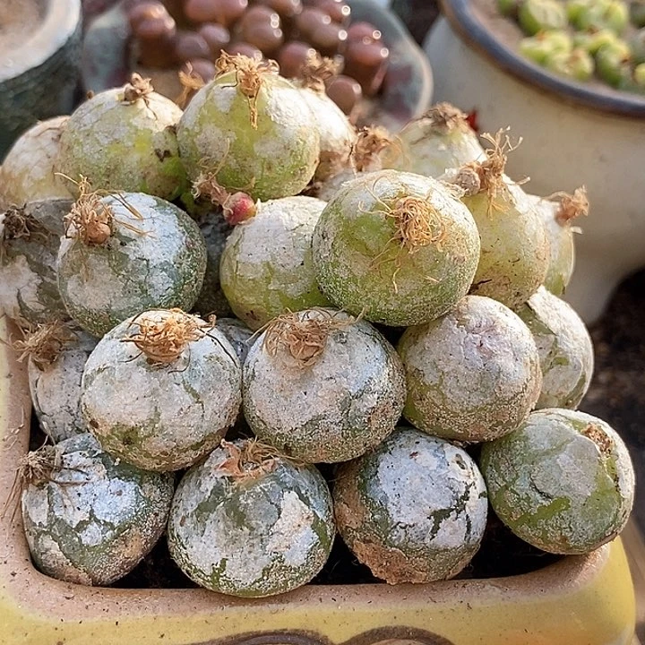 13510灯泡母本一颗