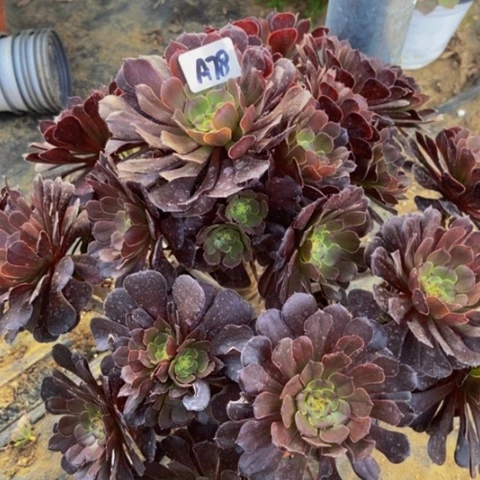 黑萝莉多肉78多肉不包断