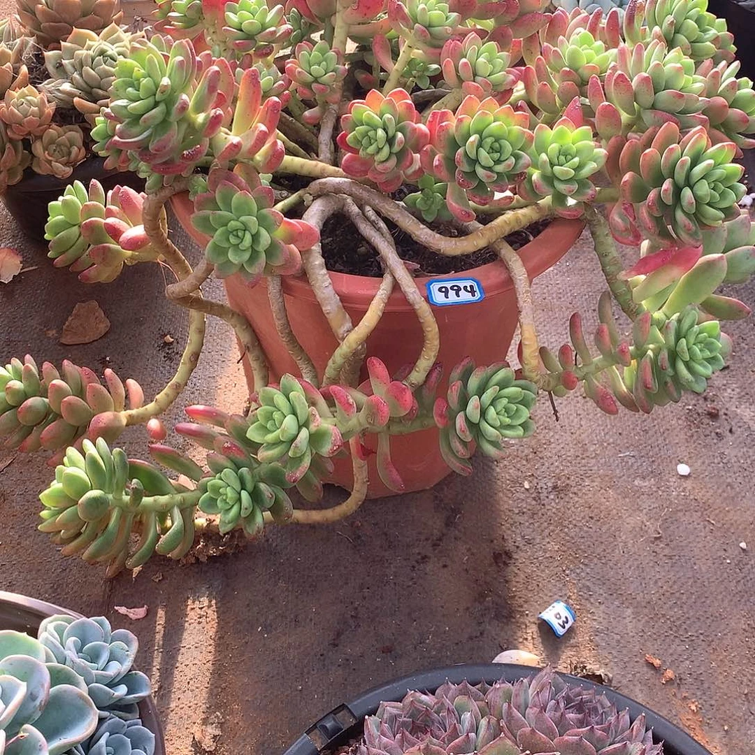 994香格里拉 一物一拍多肉