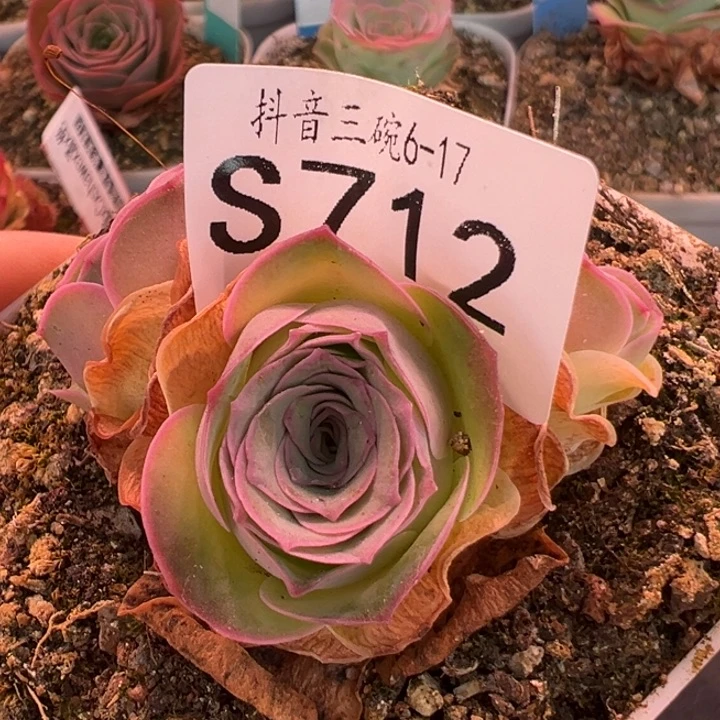 三碗712 帕系不知名