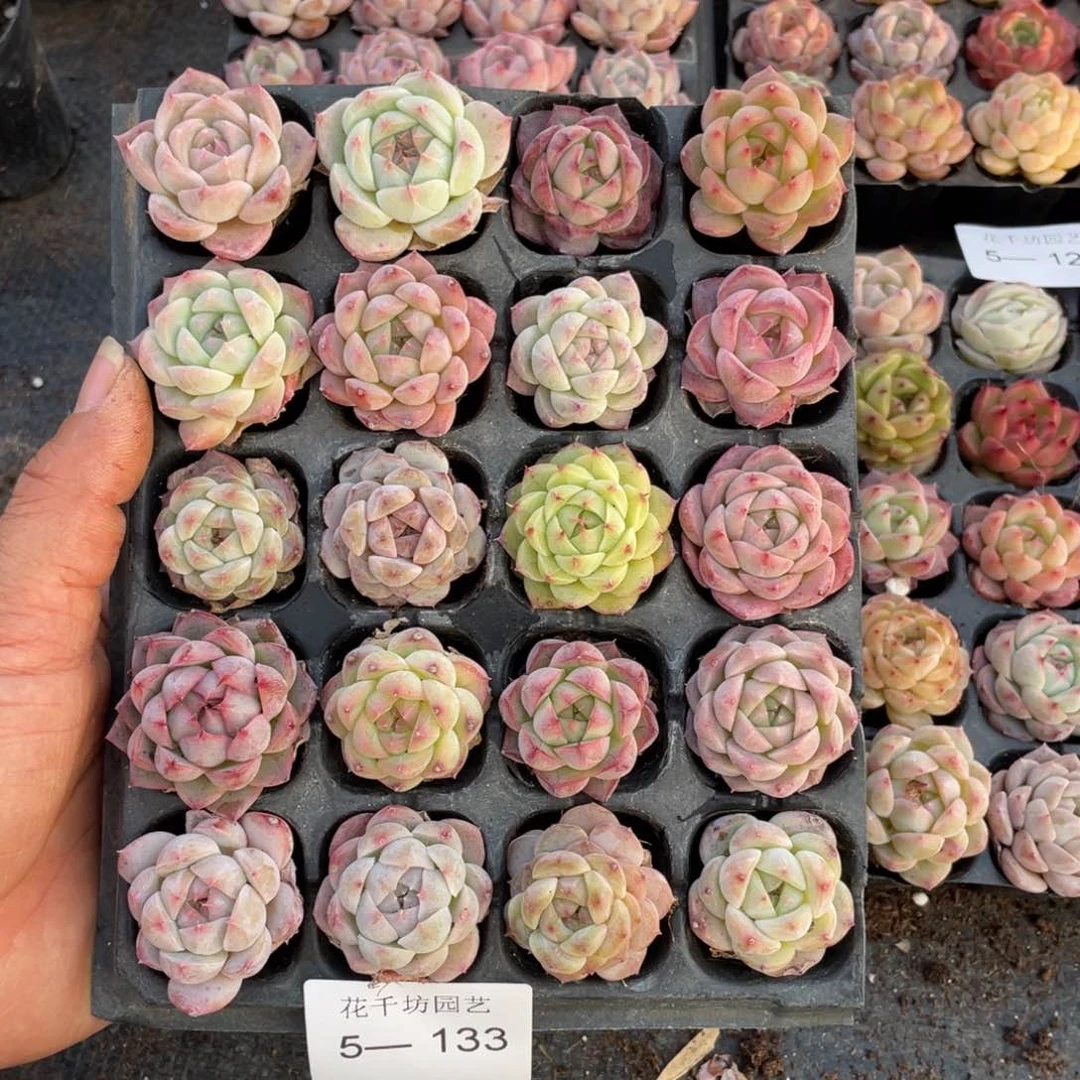 J****n一物一拍20颗小苗5-133