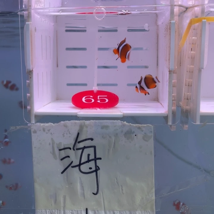 海水鱼精品背心2条3左右