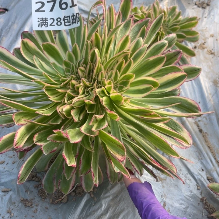 2761三号棚多肉植物L