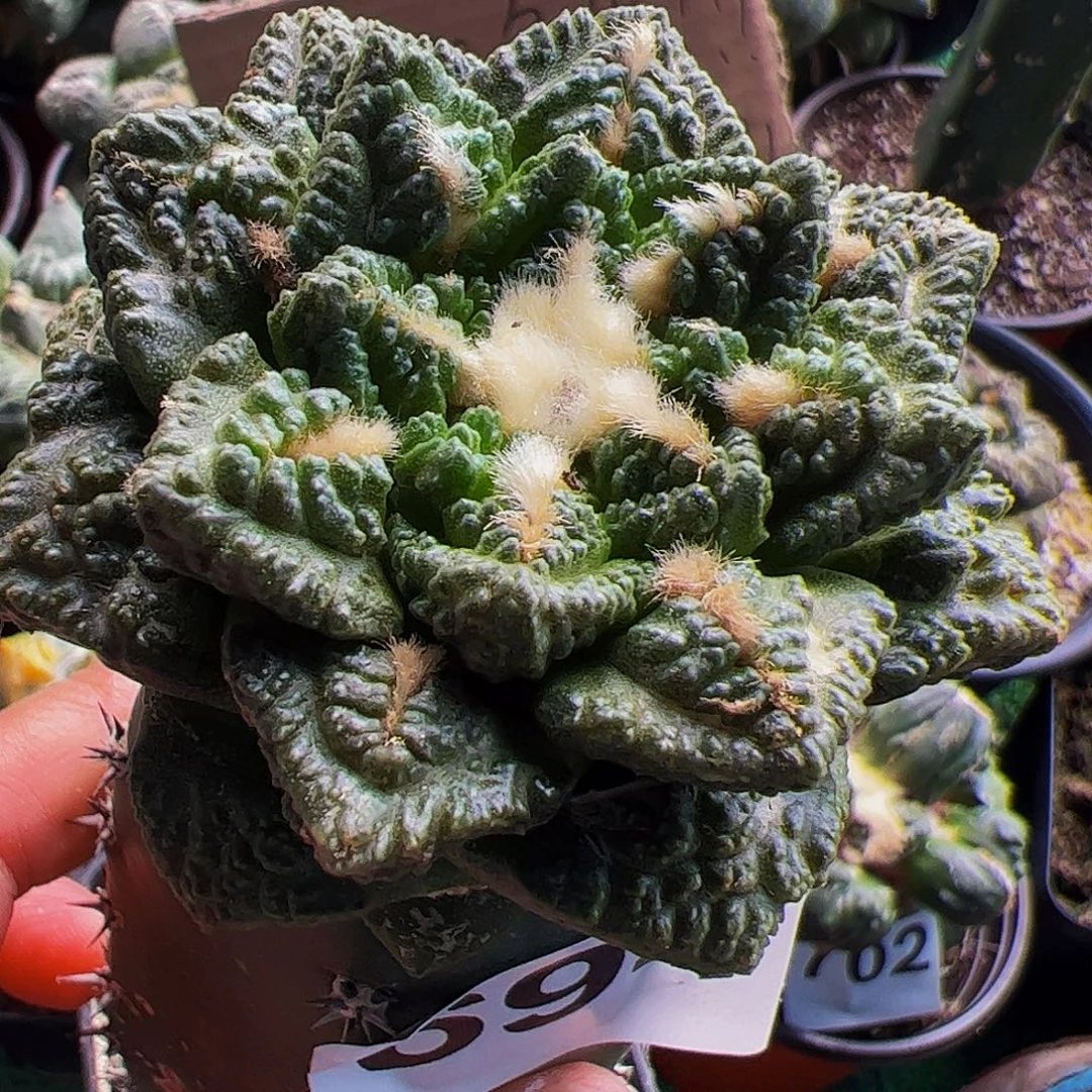 无花朵龟甲牡丹694